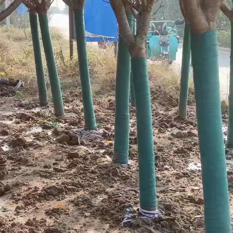 園林綠化“夏季保濕”樹(shù)木裹樹(shù)布施工中